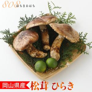 国産 松茸 ひらき 小さめ 約230g 2~8本程度 まつたけ マツタケ 利平栗1kgオマケ付き 岡山｜808