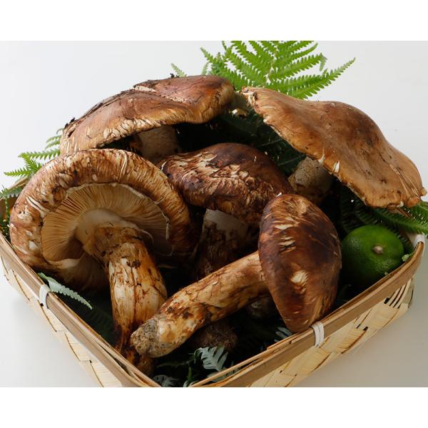 国産 松茸 ひらき 約450g前後 4~8本程度 まつたけ マツタケ 岡山 ギフト * ふるさと納税...