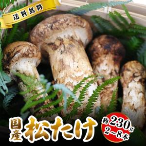 松茸 国産 中つぼみ(半開き) 約230g 2~8本程度 小さめ まつたけ マツタケ 岡山｜808