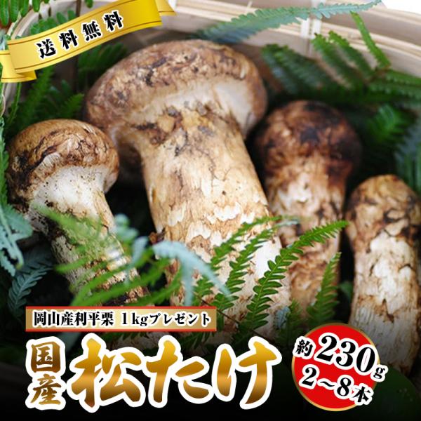 松茸 国産 中つぼみ(半開き) 約230g 2〜8本程度 小さめ まつたけ マツタケ 岡山 利平栗1...