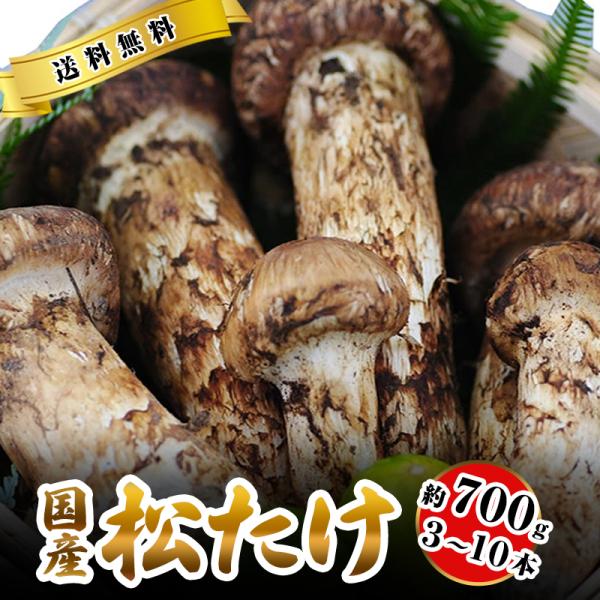 国産 松茸 中つぼみ(半開き) 約700g 3〜10本程度 まつたけ マツタケ 岡山 ギフト * ふ...