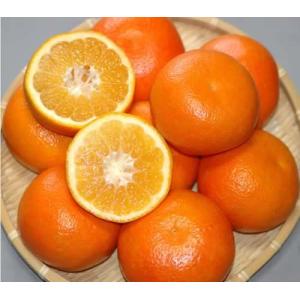 2027年分予約 訳あり 減農薬 愛媛産 宮内 いよかん 約8kg サイズ混合 伊予柑 * ...