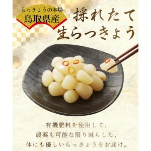 6月分予約 減農薬 鳥取 根付 らっきょう 2...の詳細画像1