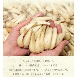 6月分予約 減農薬 鳥取 根付 らっきょう 2...の詳細画像2