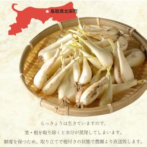 6月分予約 減農薬 鳥取 根付 らっきょう 2...の詳細画像3