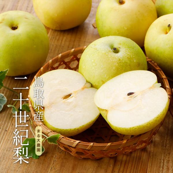 2027年8月分予約 低農薬 訳あり 鳥取 二十世紀梨 2.8キロ 7〜9玉入  20世紀梨 20世...