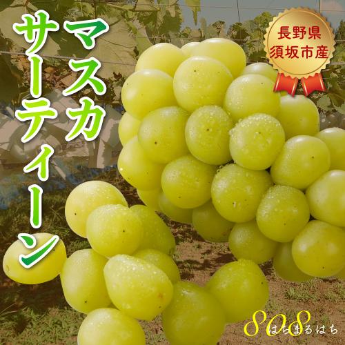 高糖度20度前後 低農薬 マスカサーティーン ぶどう 1.8kg 化粧箱入 シャインマスカット ブド...