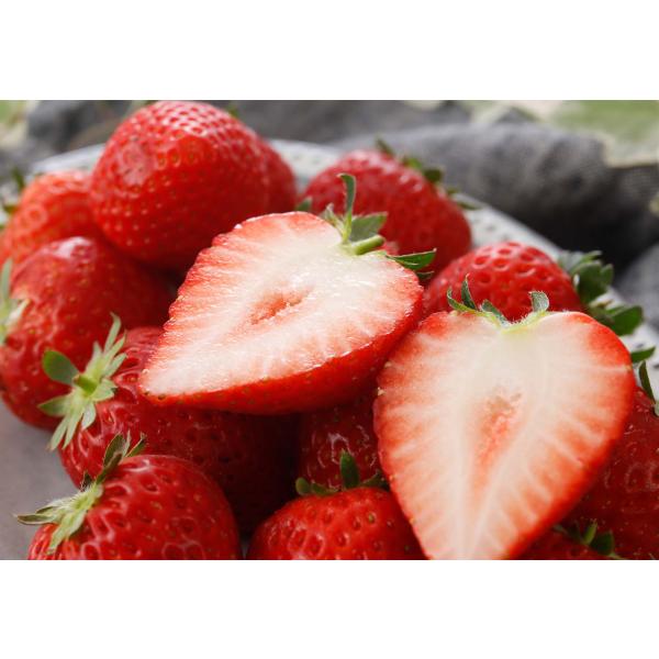 いちご イチゴ とちあいか フルーツ ギフト 苺 栃木県 2~4パック 540-1080g  産地直...