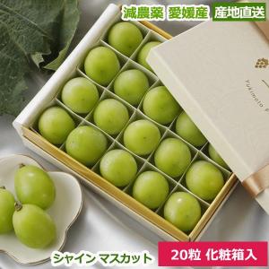 減農薬 愛媛産 シャインマスカット 20粒 化粧箱入 贈答用 ぶどう ブドウ 葡萄 SSS｜808