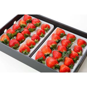 2026年分予約 減農薬 愛媛産 いちご 800g 24〜36粒 化粧箱入 苺 イチゴ あまおと...