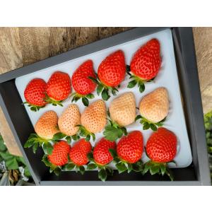 高知県産 だるま苺 大粒12粒〜15粒 化粧箱入 いちご イチゴ : はち