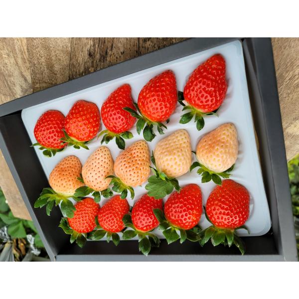2026年分予約 減農薬 愛媛産 いちご 紅白 詰め合わせ 400g 12〜18粒 化粧箱入 苺 イ...