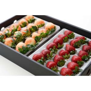 2026年分予約 減農薬 愛媛産 いちご 黒白 詰め合わせ 800g 24〜36粒 化粧箱入 苺...