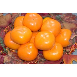 2026年10月分予約 低農薬 和歌山 種なし柿 約７.５kg 25個~33個程 贈答用 たねなし柿...