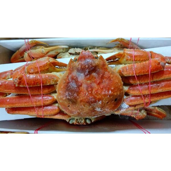 国内加工　ボイルズワイガニ　姿　3kg（５尾）kg5,100円税別　業務用　ヤヨイ　訳あり