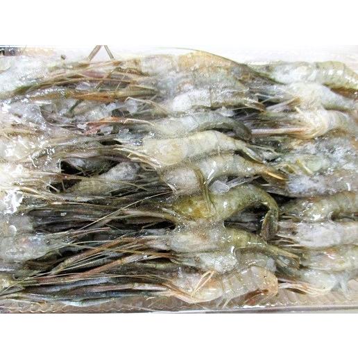 冷凍 手長海老（大）500ｇ×20P（P1530円税別）業務用　ヤヨイ