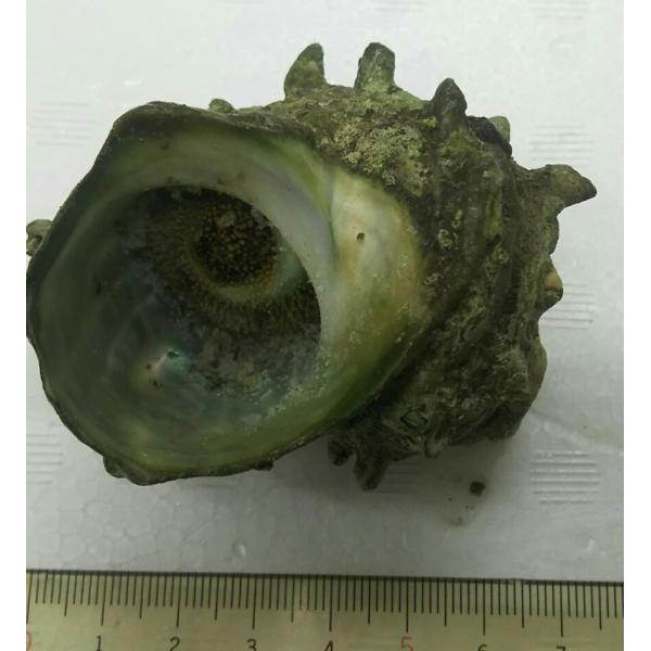 焼物 殻つきさざえ（つぼ焼き用）15個(約70-80g)×10P（P2190円税別）業務用 冷凍 国...