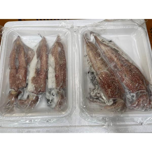 国産　天然　剣先イカ　20Ｐ（Ｐ600-900ｇ）Ｐ2-4入　Kg2,900円　業務用　ヤヨイ　不定...