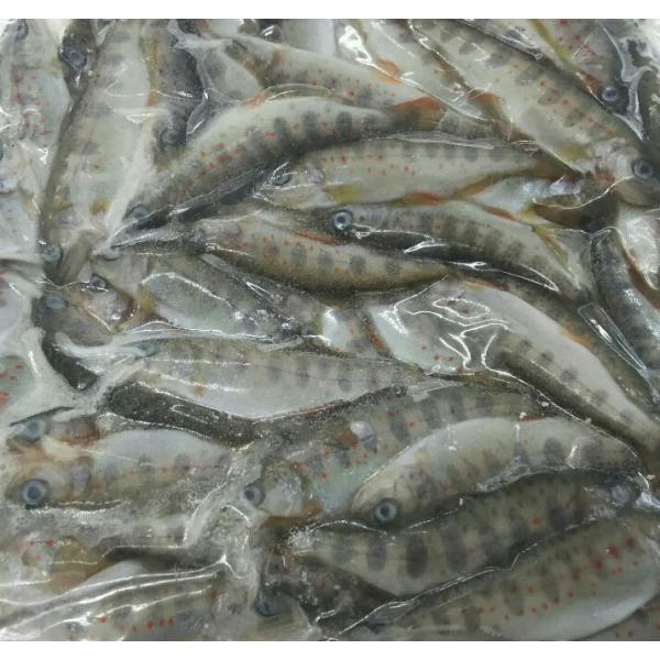 国産　あまご稚魚　1kg (約100匹）×10Ｐ（Ｐ4,300円税別）冷凍　一級品　業務用　ヤヨイ　