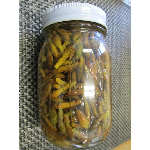 穂先 つくしん坊水煮（無着色）450g(固形物210g)×15本（本1370円税別）ヤヨイ　業務用 ...