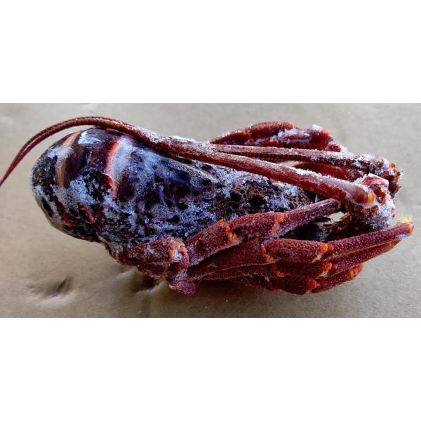 フランス産　生ロブスター　丸　10kg（約44尾）kg6,028円税別　伊勢海老　冷凍　業務用　ヤヨ...