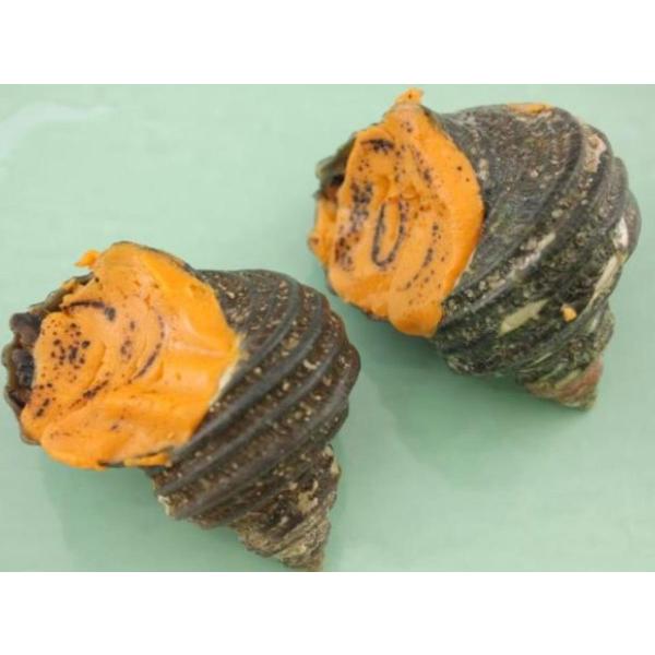 炙り雲丹国産さざえ　12個（個約60-80ｇ）x10Ｐ（Ｐ2,200円税別）業務用　ヤヨイ