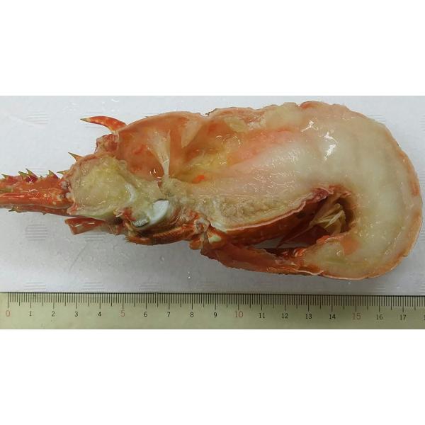 冷凍 ボイルロブスター（ハーフカット）10Ｋｇ（約32尾） 64ハーフ　ｋｇ6,380円税別　業務用...