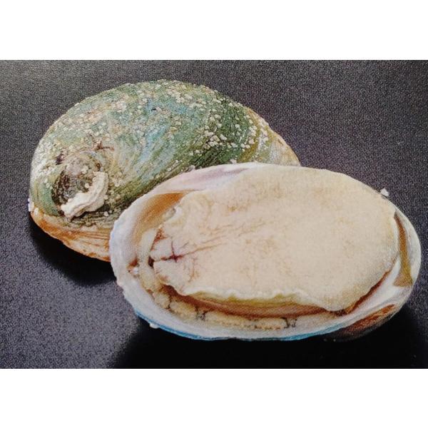 オーストラリア産　殻付鮑　グリーンリップ　2L　1Kg（約10個入）×10Ｐ（P6,370円税別）冷...