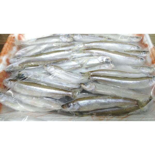 国産（琵琶湖産）わかさぎ　中　500ｇx20袋（袋1,600円税別）尾約8-10cm　冷凍　業務用　...