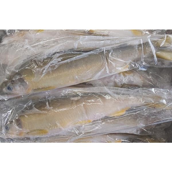 国産（愛知県産又は岐阜県又は琵琶湖産）冷凍あゆ　1kg（Kg10尾〜16尾）×10P（P3,150円...