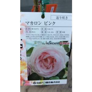 濃いピンクのバラ苗の商品一覧 通販 Yahoo ショッピング