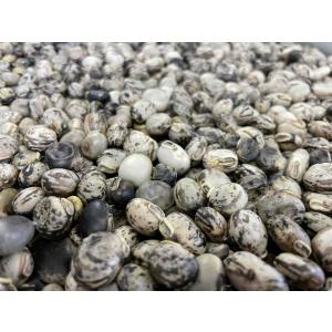 大阪産 生ムクナ豆 500g 八升豆 無農薬 無化学肥料 無除草剤 大阪産 生ムクナ豆 500g 八升豆 無農薬 無化学肥料 無除草剤