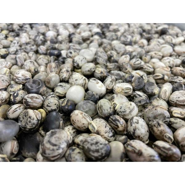 　自然栽培　ムクナ豆　200g