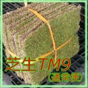 芝生 ティーエムナイン （高麗芝系） TM9　1平米 　