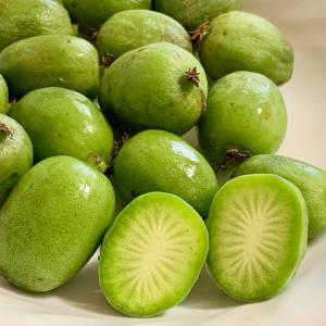 コクワ（サルナシ）500g×1パック 北海道産こくわ 出荷時期：9月