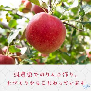 2026 10月中旬発送 甘みが強いシナノスイ...の詳細画像4