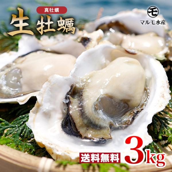 ★九十九島かき★殻付き真牡蠣(生食用) 3kg 九十九島産 開け方ガイド付き【送料無料】マルモ水産