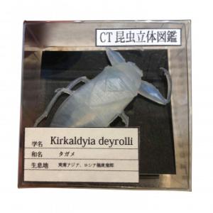 CT昆虫立体図鑑 タガメ