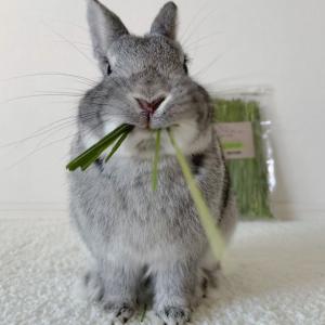 オーツヘイ うさぎさんの頬張る緑のオーツヘイ ...の詳細画像2