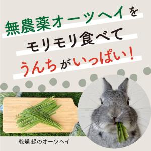 オーツヘイ うさぎさんの頬張る緑のオーツヘイ ...の詳細画像3