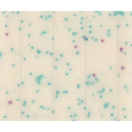 MC-Media Pad EC 大腸菌・大腸菌群用 100枚 JNC SK04B25 (2-5838...