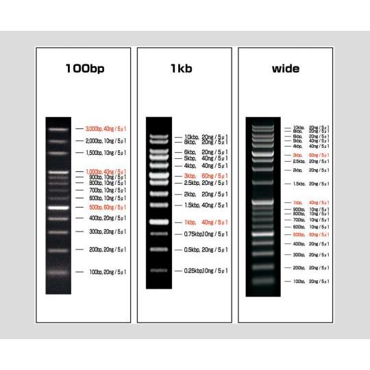 ビオラモDNAラダーマーカー 0.25〜10kbp/1本入 アズワン VIO-1kb-1 (2-98...