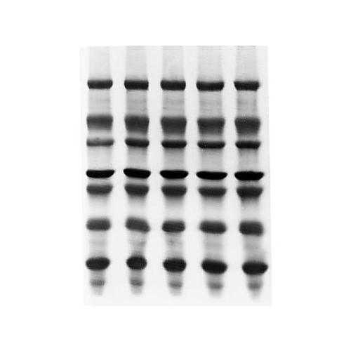 Immobilon-PSQ PVDF 0.2μm 7x8.4cm sheet 50/Pk 50PK