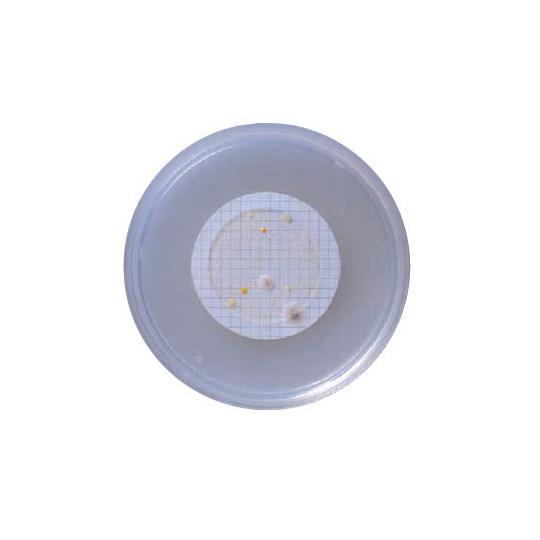 BD BBL TM R2A寒天培地 100枚入 ベクトン・ディッキンソン 251259 (63-65...