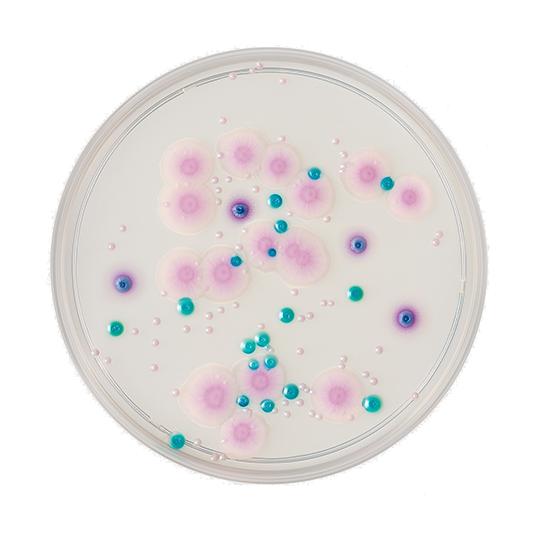 BD BBL TM CHROMagar TM カンジダII寒天培地 20枚 ベクトン・ディッキンソン...