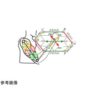 実効筋力評価システム FEMS 計算力学研究セ...の詳細画像3