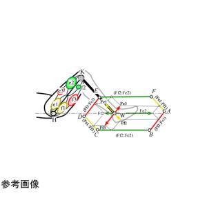 実効筋力評価システム FEMS 計算力学研究セ...の詳細画像4