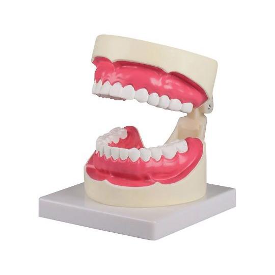 Erler-Zimmer 歯磨き指導模型 100×140×90mm D217 (7-743-01)