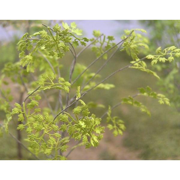 和巧 A-6-48 紙創り ジオラマアクセサリー メープル 1/48 無着色 ペーパークラフト