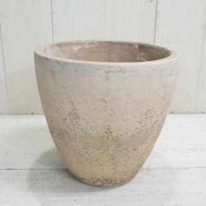 現品】バオバブ・ディギタータ 3.5号 茶鉢（7） : 花のアリマツ